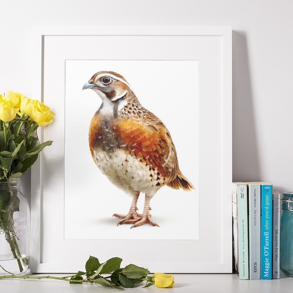 Watercolor Quail Wall Art Print, Unframed - Vibrant Nature-Inspired Home Decor - Picture 6 of 6